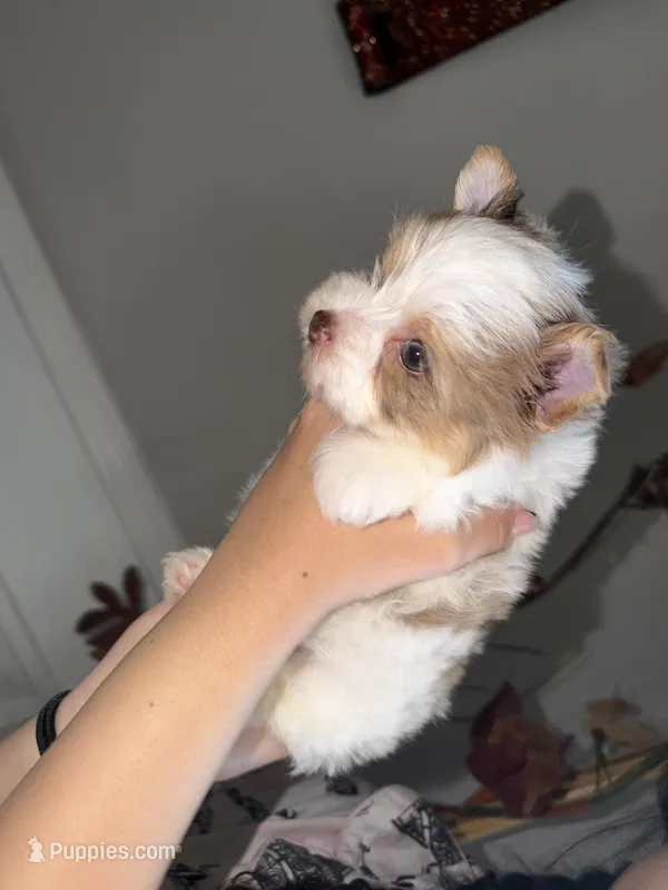 Raffi – Yorkshire Terrier puppy for sale in Saint Augustine, FL