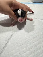 Chaco, a male Yorkshire Terrier for sale in Saint Augustine, FL – Photo 2 of 5