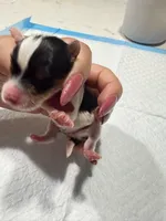 Chaco, a male Yorkshire Terrier for sale in Saint Augustine, FL – Photo 3 of 5