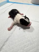 Chaco, a male Yorkshire Terrier for sale in Saint Augustine, FL – Photo 1 of 5