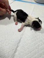 Chaco, a male Yorkshire Terrier for sale in Saint Augustine, FL – Photo 4 of 5