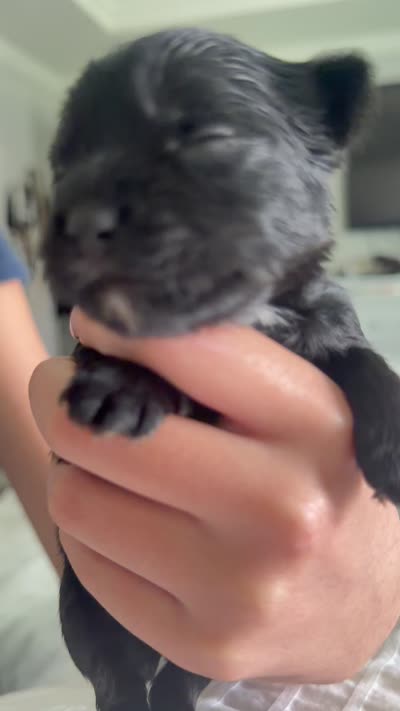 Izzy , a female Yorkshire Terrier for sale in Saint Augustine, FL – 9 of 10