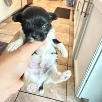 Rio, a male Yorkshire Terrier for sale in Saint Augustine, FL – 3 of 8