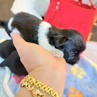 Rio Ckc, a male Yorkshire Terrier for sale in Saint Augustine, FL – 1 of 10