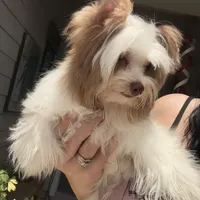  Raffi , a male Yorkshire Terrier for sale in Saint Augustine, FL – 8 of 10