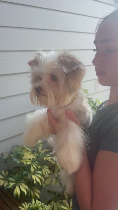  Raffi Ckc, a male Yorkshire Terrier for sale in Saint Augustine, FL – 4 of 10