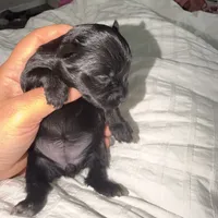 Izzy , a female Yorkshire Terrier for sale in Saint Augustine, FL – 4 of 4