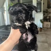 Ckc Walker  👨‍👩‍👦‍👦., a male Yorkshire Terrier for sale in Saint Augustine, FL – 5 of 8