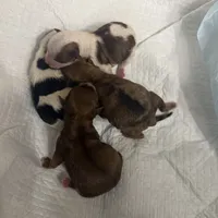 Golden puppies , a female Yorkshire Terrier for sale in Saint Augustine, FL – 4 of 5
