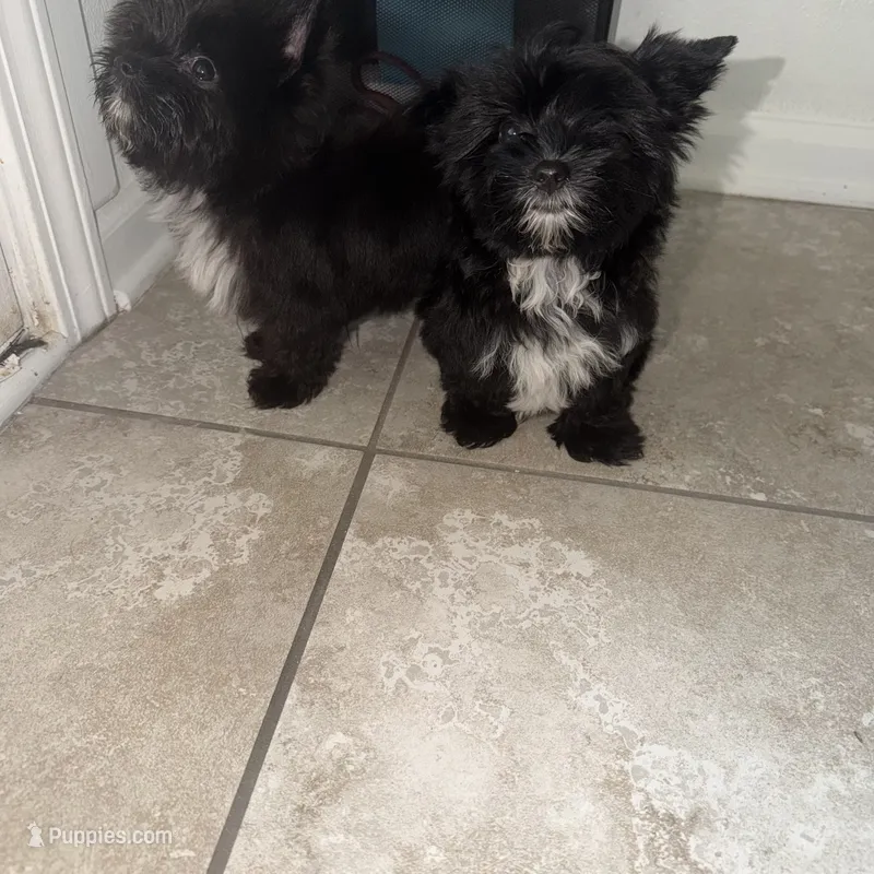 Ckc Walker  👨‍👩‍👦‍👦. – Yorkshire Terrier puppy for sale in Saint Augustine, FL
