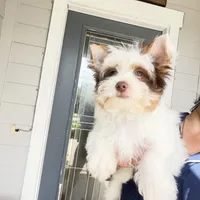Orson, a male Yorkshire Terrier for sale in Saint Augustine, FL – 8 of 10