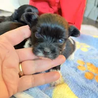 Rio Ckc, a male Yorkshire Terrier for sale in Saint Augustine, FL – 6 of 10