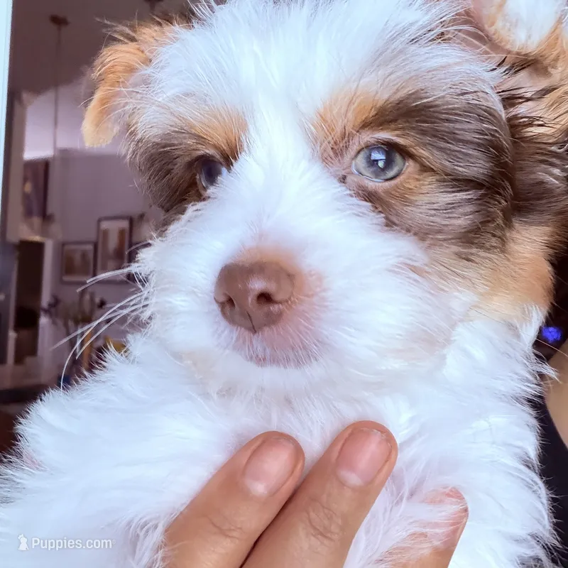 Orson – Yorkshire Terrier puppy for sale in Saint Augustine, FL