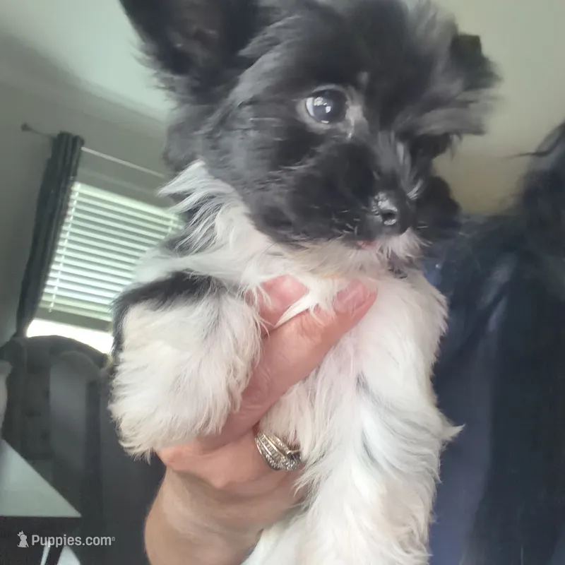 Rio Ckc – Yorkshire Terrier puppy for sale in Saint Augustine, FL