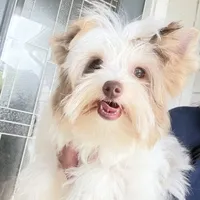  CKC Raffi , a male Yorkshire Terrier for sale in Saint Augustine, FL – 6 of 10