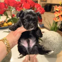 Walker  👨‍👩‍👦‍👦., a male Yorkshire Terrier for sale in Saint Augustine, FL – 2 of 4