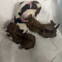 Golden puppies , a female Yorkshire Terrier for sale in Saint Augustine, FL – 5 of 5