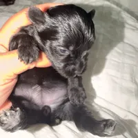 Izzy , a female Yorkshire Terrier for sale in Saint Augustine, FL – 2 of 4