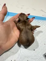 Candy, a female Yorkshire Terrier for sale in Saint Augustine, FL – Photo 1 of 2