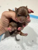 Candy, a female Yorkshire Terrier for sale in Saint Augustine, FL – Photo 2 of 2