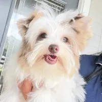  CKC Raffi , a male Yorkshire Terrier for sale in Saint Augustine, FL – 7 of 10