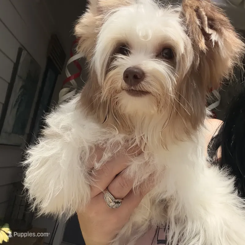  CKC Raffi  – Yorkshire Terrier puppy for sale in Saint Augustine, FL