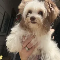  Raffi , a male Yorkshire Terrier for sale in Saint Augustine, FL – 1 of 10