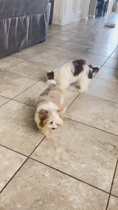  Raffi Ckc, a male Yorkshire Terrier for sale in Saint Augustine, FL – 8 of 9