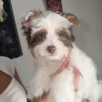 Orson, a male Yorkshire Terrier for sale in Saint Augustine, FL – 8 of 10