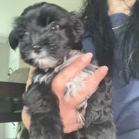 Toby ckc, a male Yorkshire Terrier for sale in Saint Augustine, FL – 3 of 7