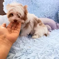 Raffi , a male Yorkshire Terrier for sale in Saint Augustine, FL – 10 of 10