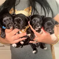 Toby, a male Yorkshire Terrier for sale in Saint Augustine, FL – 4 of 4