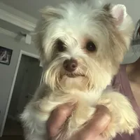  Raffi Ckc, a male Yorkshire Terrier for sale in Saint Augustine, FL – 10 of 10