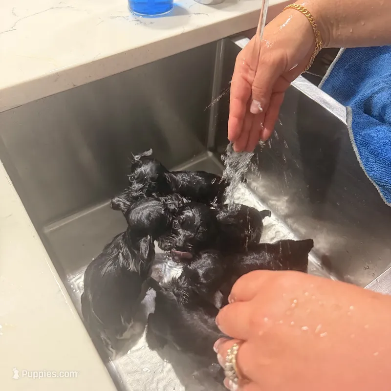 Walker  👨‍👩‍👦‍👦. – Yorkshire Terrier puppy for sale in Saint Augustine, FL