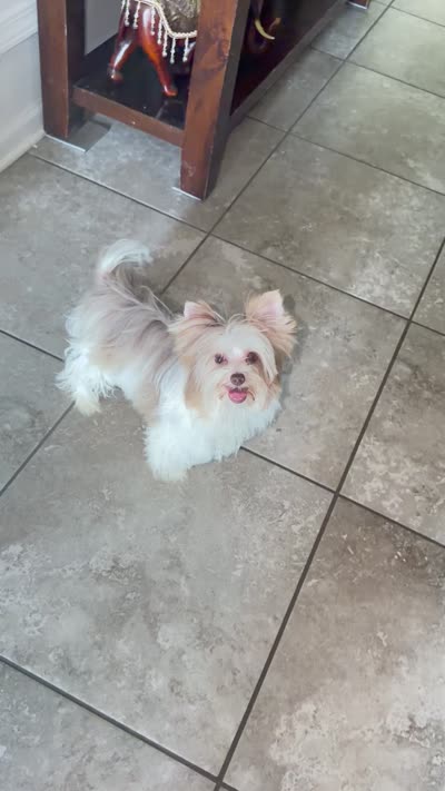  Raffi Ckc, a male Yorkshire Terrier for sale in Saint Augustine, FL – 6 of 9
