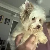  Raffi Ckc, a male Yorkshire Terrier for sale in Saint Augustine, FL – 2 of 10
