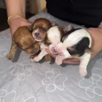 Gigi, a female Yorkshire Terrier for sale in Saint Augustine, FL – 8 of 9