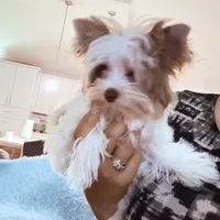 Raffi , a male Yorkshire Terrier for sale in Saint Augustine, FL – 5 of 10