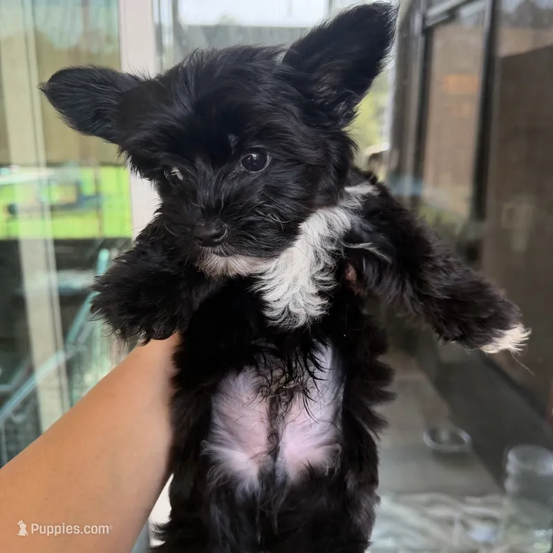Luice – Yorkshire Terrier puppy for sale in Saint Augustine, FL
