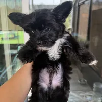 Luice, a male Yorkshire Terrier for sale in Saint Augustine, FL – 1 of 6