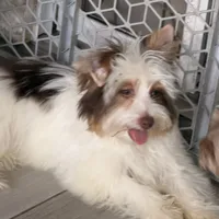 Akc Orson, a male Yorkshire Terrier for sale in Saint Augustine, FL – 2 of 8