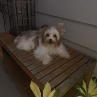  Raffi , a male Yorkshire Terrier for sale in Saint Augustine, FL – 5 of 10
