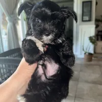 Ckc Walker  👨‍👩‍👦‍👦., a male Yorkshire Terrier for sale in Saint Augustine, FL – 2 of 8