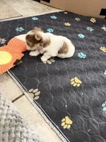 Raffi, a male Yorkshire Terrier for sale in Saint Augustine, FL – Photo 10 of 10