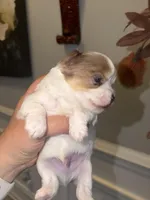 Raffi, a male Yorkshire Terrier for sale in Saint Augustine, FL – Photo 2 of 10