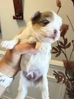 Raffi, a male Yorkshire Terrier for sale in Saint Augustine, FL – Photo 5 of 10