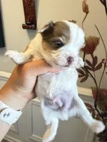 Raffi, a male Yorkshire Terrier for sale in Saint Augustine, FL – Photo 6 of 10