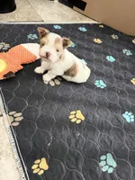 Raffi, a male Yorkshire Terrier for sale in Saint Augustine, FL – Photo 9 of 10