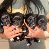 Rio, a male Yorkshire Terrier for sale in Saint Augustine, FL – 8 of 8