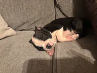 Clover , a male Boston Terrier for sale in Fort Worth, TX – 3 of 3